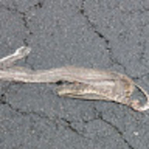 Meet your Posher, Fredrick